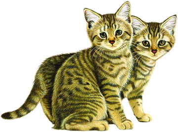 双猫