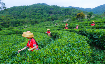 茶山 茶场 茶叶采摘