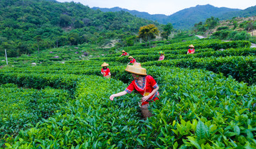 茶山 茶场 茶叶采摘