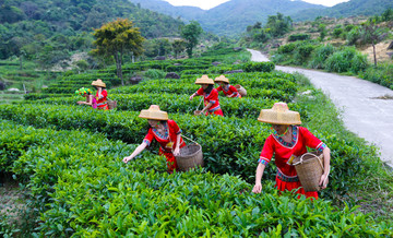 采茶姑娘 茶园 茶场