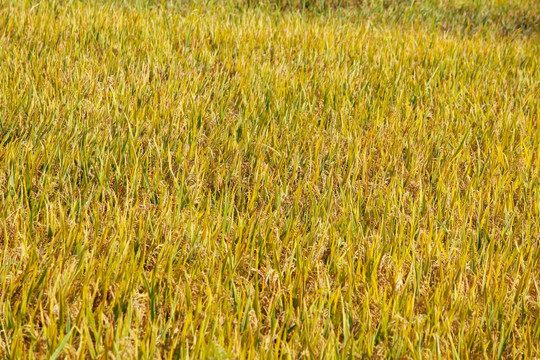 稻田 丰收的农作物