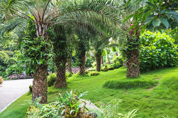热带植物园 草皮 绿草