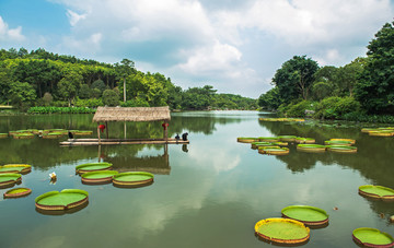 莲 莲花 睡莲 王莲