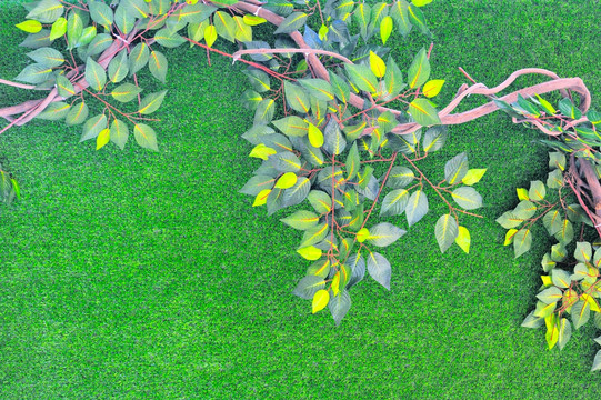 绿色植物墙