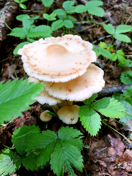 野生蘑菇 