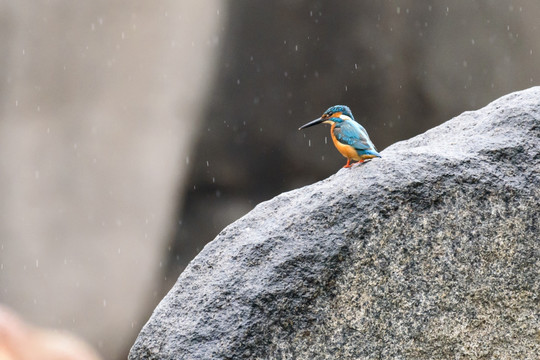 雨中的翠鸟