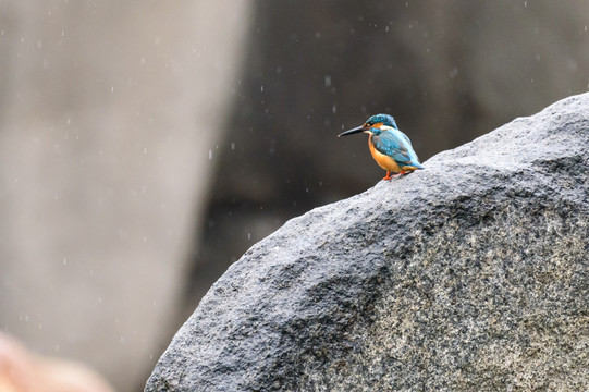 雨中的翠鸟