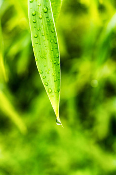 竹叶水滴