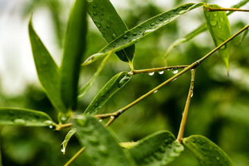 竹子图片 雨水竹叶