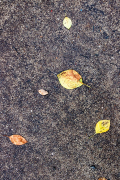黄色树叶 雨后