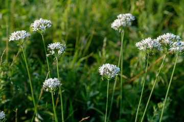 野韭菜花