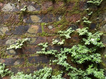 布满绿苔的青砖墙