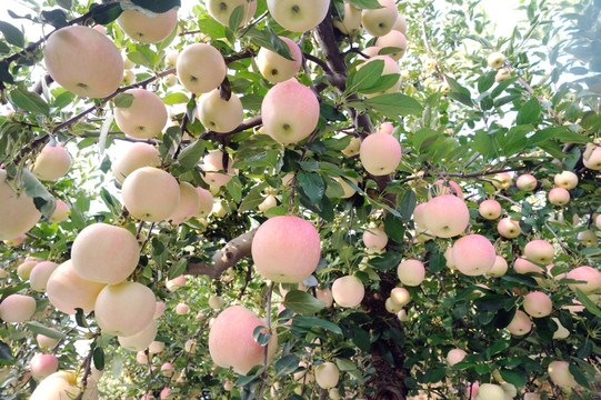 苹果树种植管理