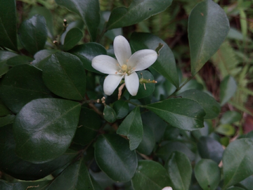 小白花