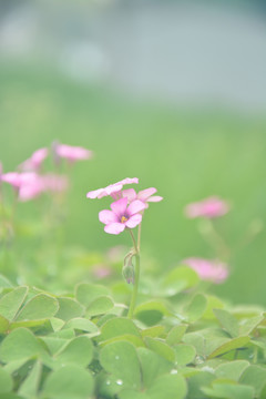 炸酱草花