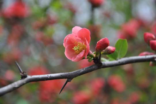 木瓜花