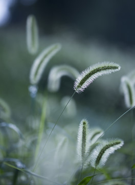 狗尾草