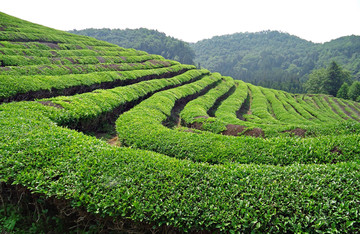 生态茶山 生态茶园 绿色茶园
