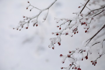 大雪