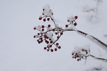 大雪