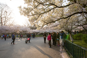 樱花公园