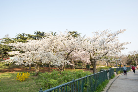 樱花公园
