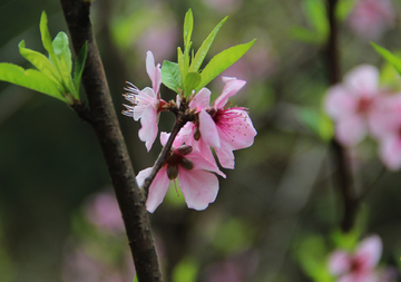 桃花花卉果树摄影