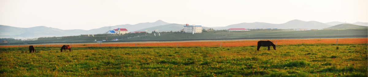 草原