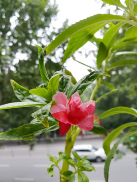 指甲草 凤仙花