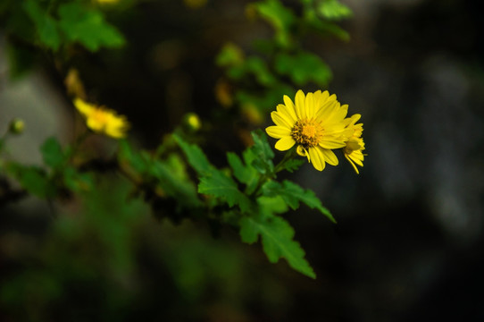 野菊花