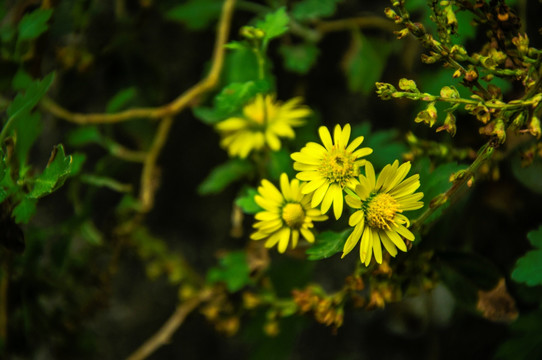 野菊花