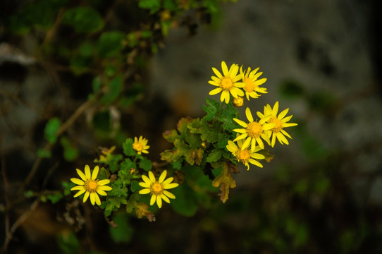 野菊花