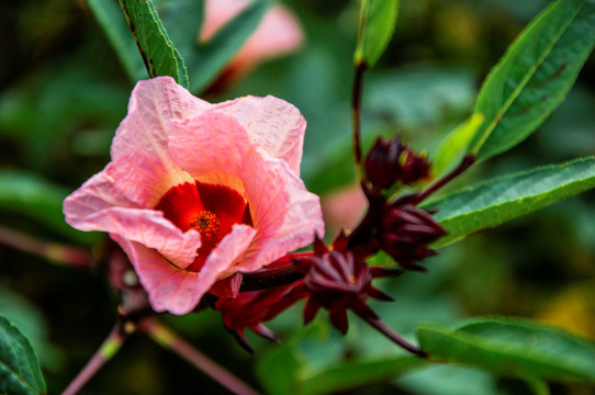 洛神花 红桃K花