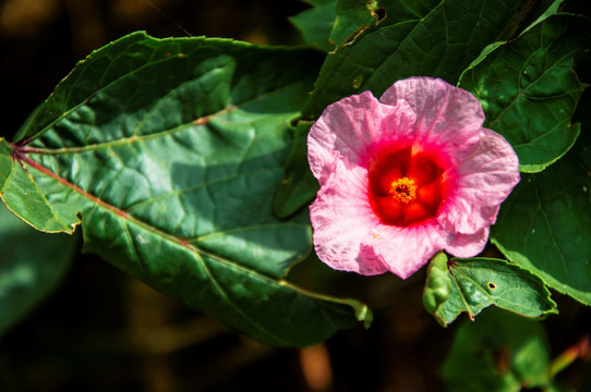 洛神花 红桃K花