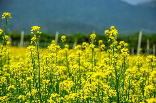 油菜花