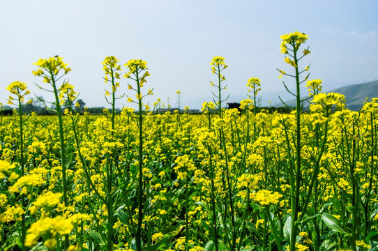 油菜花