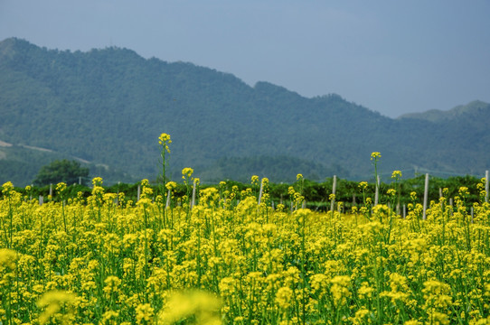 油菜花