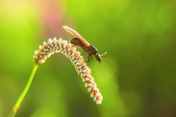 谷穗上的蚂蚁