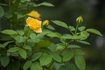 黄色 月季花