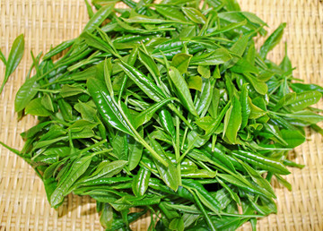 制茶工艺 绿茶叶子