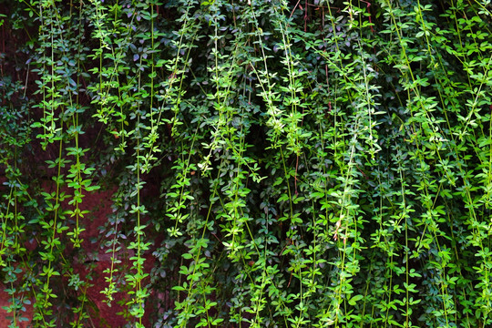 绿色植物墙