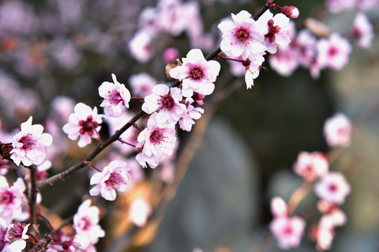 桃花 干枝梅