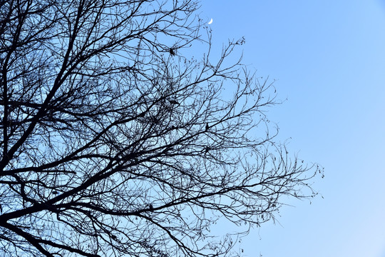 树冠 树杈 月亮