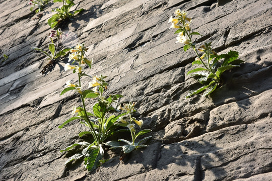 城墙 城墙上的野花