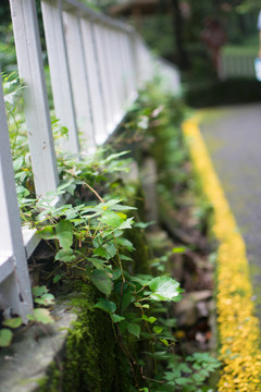 绿化 道路