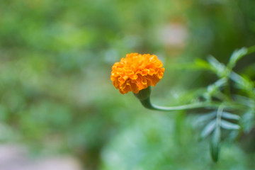 万寿菊