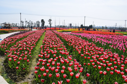 花海