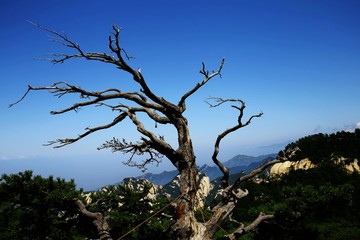 古树 高山 树枝