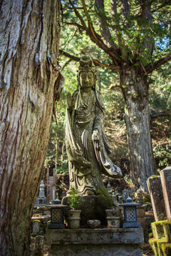 日本高野山奥之院参拜道观音像