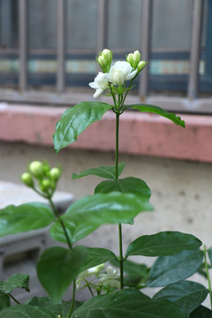 茉莉花